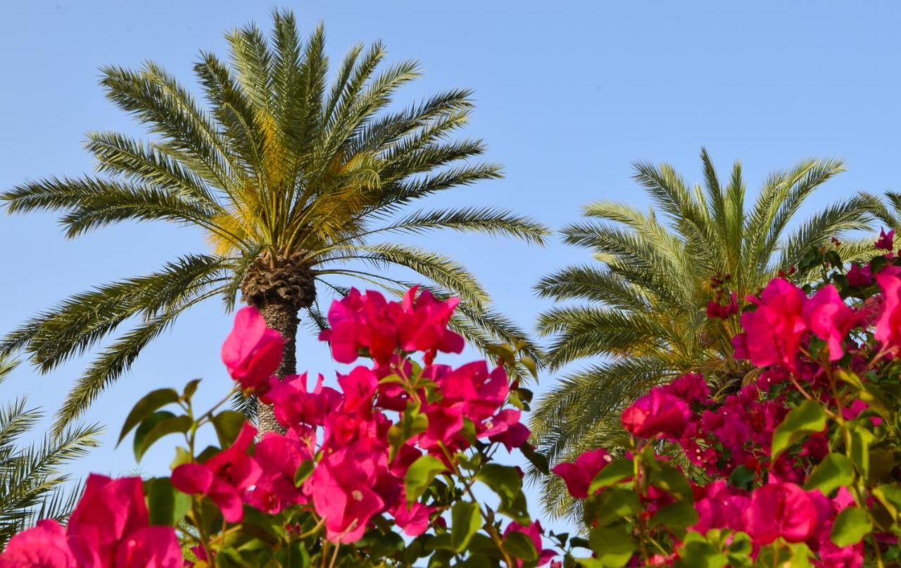 Golden Palms Guest House & Cafe Famaguszta Kültér fotó